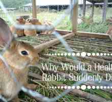 Le cause più comuni di morte improvvisa nei conigli sani