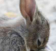 Capire le pulci coniglio