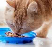 Domande più frequenti sulla nutrizione gatto