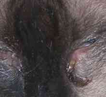 Congiuntivite nei gatti - Pink Eye - inflamedeyes - infettato occhi
