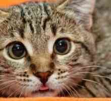 Gatti pazzi: possono essere i gatti malati di mente?