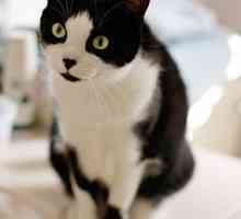 Gatti scricchiolanti: artrite felina