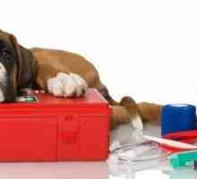 Creazione di un kit di pronto soccorso che potrebbe salvare la vostra vita cani