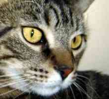 Cistite nei gatti - urinario tractinfectiona causa comune di pipì in casa