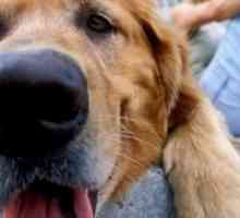 Condizioni pericolose: come il calore e l`umidità influiscono il vostro cane