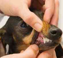 La profilassi dentaria (pulizia) per i cani