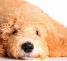 Malattie e condizioni di cani Goldendoodle