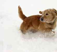Le malattie che causano crisi epilettiche nei cani: epilessia canina