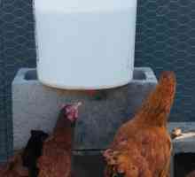 Diy sistema automatico di irrigazione di pollo per meno di $ 10