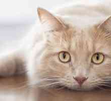 I gatti ottenere la depressione invernale? Disturbo affettivo stagionale nei gatti