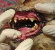 Il mio cane ha bisogno di denti spazzolati tutti i giorni?