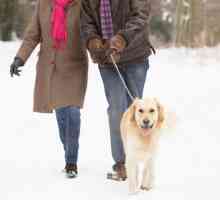 Fa passeggiate vostro inverno odio cane? 5 consigli degli esperti per rendere più facile gite
