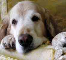 Sintomi di artrite cane e dolore rimedi casa