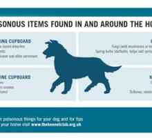 Cane proprietario veleno avvertimento: quasi 60.000 cani in ultimi cinque anni accidentalmente…