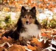 Cane che cammina in migliori parchi della Gran Bretagna e spazi esterni questo autunno