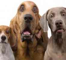 I cani comunicano attraverso le espressioni facciali