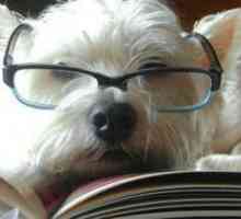 I cani in grado di leggere - e la lettura ai cani!