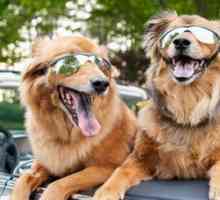 Guidare Daisy: cose da considerare per i cani guida in auto