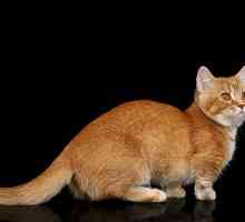 Gatti Nani: tutto quello che c`è da sapere su nanismo felina