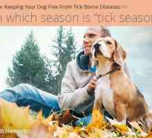 Otto consigli per mantenere il vostro cane libero da malattie trasmesse da zecche
