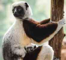 Lemure in pericolo nato a st. Louis Zoo
