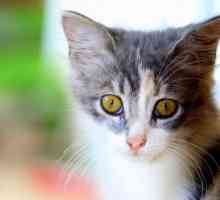 Infezioni agli occhi nei gatti: tipi, sintomi, cause, diagnosi e trattamento