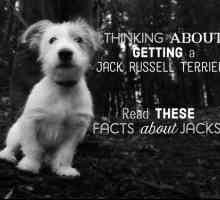 Fatti su jacks: Tutto su Jack Russell Terrier