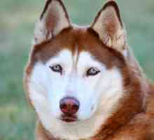 Fatti circa il siberian husky: un ottimo cane di razza