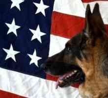 Fedele servizio: un saluto ai cani di guerra