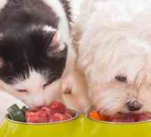 Chow fantasia e di altre tendenze di cibo per animali in buona salute