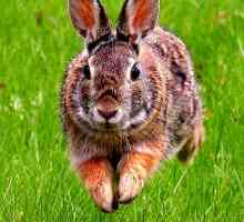 L`alimentazione di un coniglio: i suoi dieta e nutrizionali esigenze onnivori