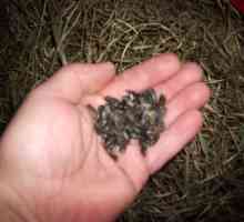 Feeding conigli semi di girasole olio nero