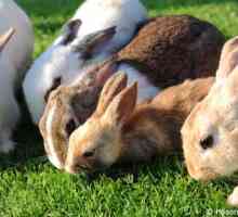 Alimentazione conigli erba e fieno