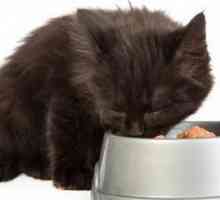 Nutrire il gattino per i primi giorni a casa