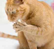 Bartonella Feline: al di là di gatto malattia zero