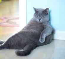 Obesità felina è colpa tua, non il vostro gatto