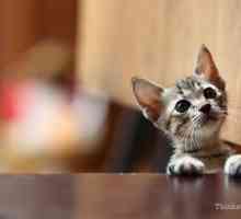 Panleucopenia felina: proteggere il gatto da questa malattia spesso mortale
