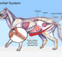 Insufficienza renale felina: una malattia del rene gatto