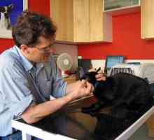 Stomatiti Feline: migliore dieta e nutrizione come trattamenti per la stomatite