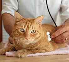 Cinque domande per chiedere al prossimo esame veterinario del vostro gatto