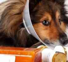 Farmaci aromatizzati per i cani
