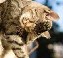 Controllo e prevenzione delle pulci nei gatti