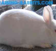 Florida coniglio bianco