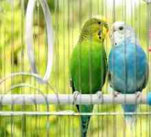 Per gli uccelli: la tua guida a possedere un amico piumato