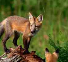 Amici Foxy come animali domestici: una storia di salvataggio