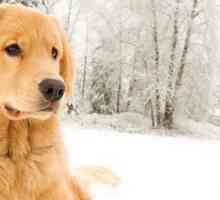 Cambiavalute gioco: grandi prodotti dell`animale domestico per clima invernale