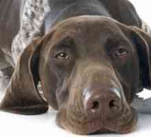 Gangliosidosi (malattia da accumulo) nei cani