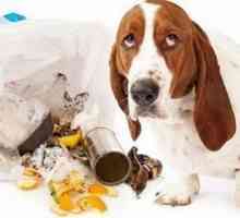 Garbage tossicosi (spazzatura intestino) nei cani