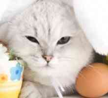 Dare il vostro gatto un paniere di Pasqua: dolcetti di Pasqua e regali per i gatti