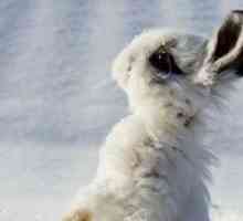 Lascia la tua coniglio qualche ulteriore calore d`inverno